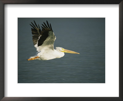 American White Pelican (Pelecanus Erythrorhynchos), Placida, Florida by Roy Toft Pricing Limited Edition Print image
