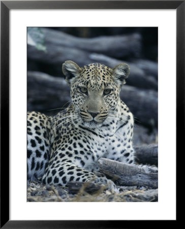 A Leopard, Panthera Pardus, Rests Near A Fallen Tree by Beverly Joubert Pricing Limited Edition Print image