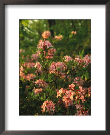 Wild Azaleas Grow On Ravens Roost Overlook by Raymond Gehman Pricing Limited Edition Print image