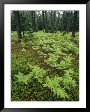 Woodland View In A Pine Forest With Ferns by Klaus Nigge Pricing Limited Edition Print image