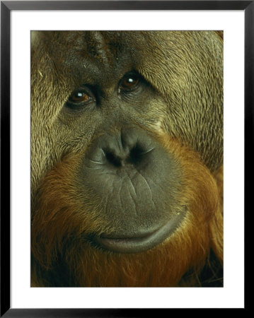 Male Orangutan by Michael Nichols Pricing Limited Edition Print image