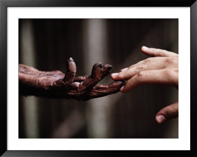 A Volunteer Touches The Hand Of A Chimpanzee In The Freetown Zoo by Michael Nichols Pricing Limited Edition Print image