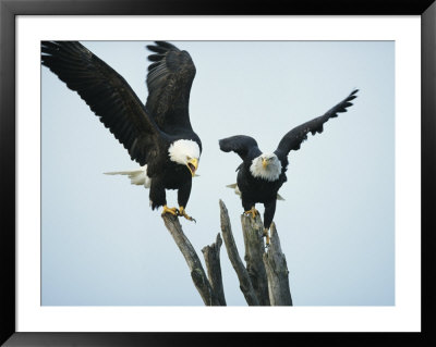 A Pair Of American Bald Eagles Perched In An Old Tree Snag by Klaus Nigge Pricing Limited Edition Print image