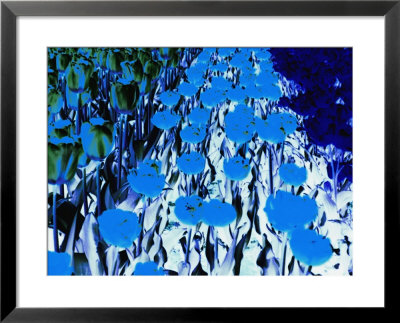 Electric Blue View Of A Field Of Tulips by Stacy Gold Pricing Limited Edition Print image