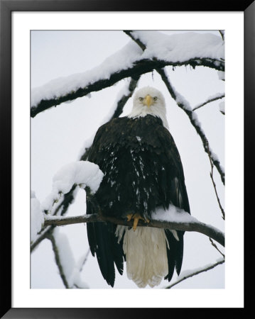 An American Bald Eagle Perched In A Snow-Covered Tree by Klaus Nigge Pricing Limited Edition Print image