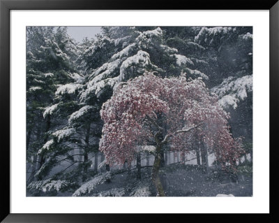 Magnolia Blossoms And Conifers Blanketed In Snow Endure A Cold Snap by Jonathan Blair Pricing Limited Edition Print image