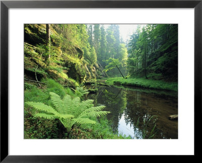 Woodland View With Ferns Along Stream by Norbert Rosing Pricing Limited Edition Print image