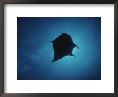 A Manta Ray Silhouetted By Sun Rays Filtered Through Water by Raul Touzon Pricing Limited Edition Print image