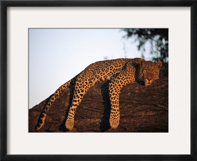 A Leopard, Panthera Pardus, Rests On A Large Tree Limb by Beverly Joubert Pricing Limited Edition Print image