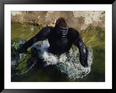 Lowland Gorilla by Bates Littlehales Pricing Limited Edition Print image