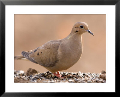 A Mourning Dove (Zenaida Macroura) In Lincoln, Nebraska by Joel Sartore Pricing Limited Edition Print image
