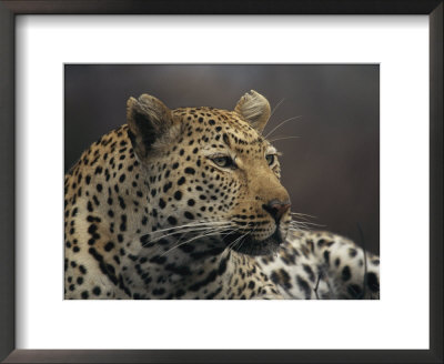 Close View Of A Leopard by Kim Wolhuter Pricing Limited Edition Print image