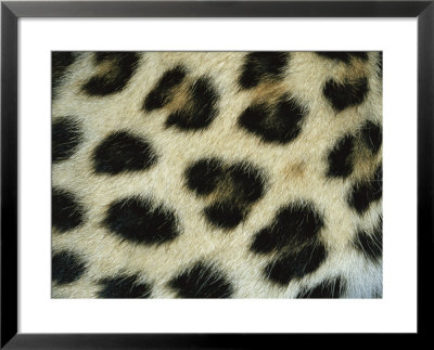 Close View Of Persian Leopard Fur Markings by Jason Edwards Pricing Limited Edition Print image