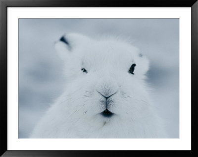 Close View Of The Face Of An Arctic Hare In Winter by Norbert Rosing Pricing Limited Edition Print image
