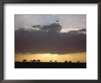 Grazing Cattle Silhouetted Against Sunrise Sky by James P. Blair Pricing Limited Edition Print image