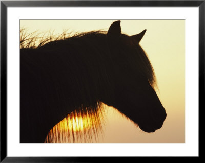 Wild Pony In Silhouette At Twilight by James L. Stanfield Pricing Limited Edition Print image