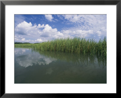 Clouds Fill The Sky Over A Marsh Of Aquatic Grasses by Heather Perry Pricing Limited Edition Print image