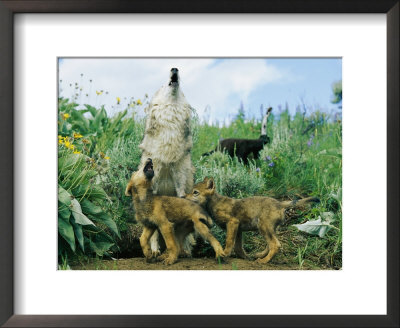 A Gray Wolf Teaches Her Young Pups To Howl by Norbert Rosing Pricing Limited Edition Print image