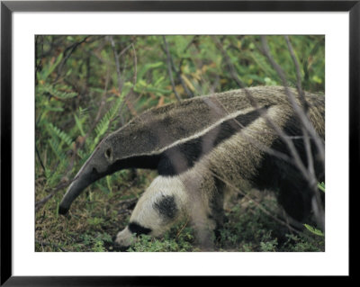 A Giant Anteater by Ed George Pricing Limited Edition Print image
