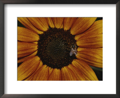 Close View Of A Bee On A Sunflower by Jason Edwards Pricing Limited Edition Print image