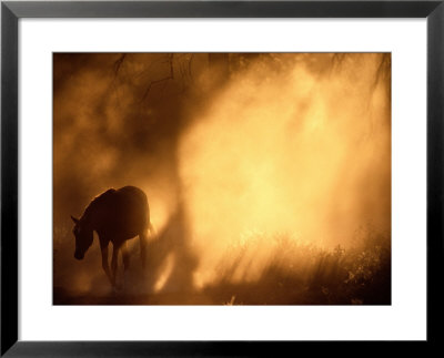 A Roaming Horse In Montana by Raymond Gehman Pricing Limited Edition Print image