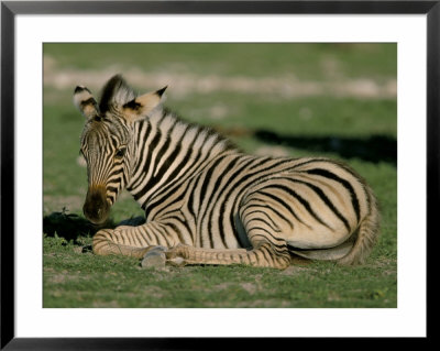 Foal Of Burchell's (Plains) Zebra (Equus Burchelli), Etosha National Park, Namibia, Africa by Steve & Ann Toon Pricing Limited Edition Print image