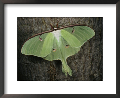 Close View Of A Luna Moth With Eyelike Markings On Its Wings by Stephen Sharnoff Pricing Limited Edition Print image