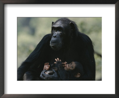 The Chimpanzee Rafiki With Her Twins, Roots And Shoots by Michael Nichols Pricing Limited Edition Print image