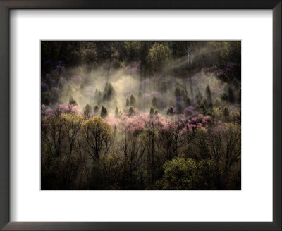 Misty View Of A Forested Hillside by Sam Abell Pricing Limited Edition Print image