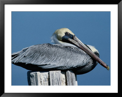 A Brown Pelican Resting On A Post by George Grall Pricing Limited Edition Print image