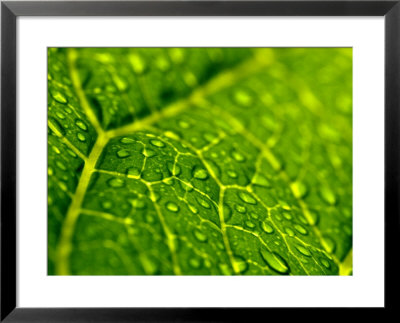 Close View Of Droplets Of Water On A Leaf, Groton, Connecticut by Todd Gipstein Pricing Limited Edition Print image