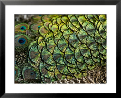 Peacock Feathers by Tim Laman Pricing Limited Edition Print image