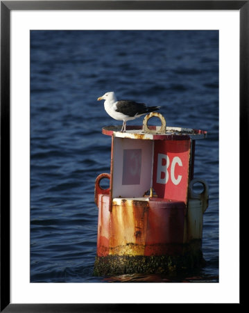 Great Black-Backed Gull On A Navigational Bouy In Gloucester Harbor by Tim Laman Pricing Limited Edition Print image