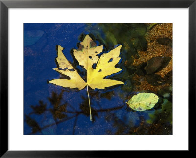 A Big Leaf Maple Leaf Floats Down The Merced River by Marc Moritsch Pricing Limited Edition Print image