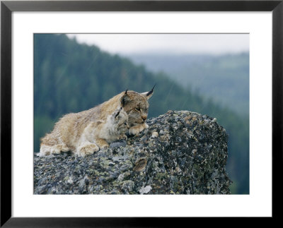 A Captive Female Lynx And Her Tiny Cub Survey The Surrounding Countryside by Norbert Rosing Pricing Limited Edition Print image