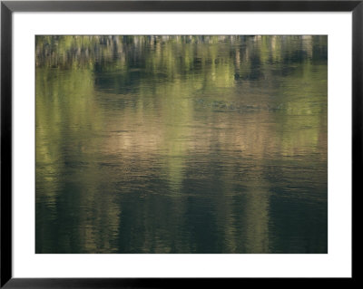 Reflection On Water Of Shrubs And Grasses by Sam Abell Pricing Limited Edition Print image