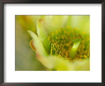 Close View Of A Teddy Bear Cholla Cactus Flower by Raul Touzon Pricing Limited Edition Print image