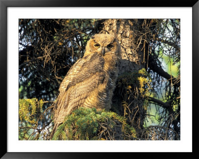 Immature Great Horned Owl In A Spruce Tree, Fairbanks, Alaska, Usa by Hugh Rose Pricing Limited Edition Print image