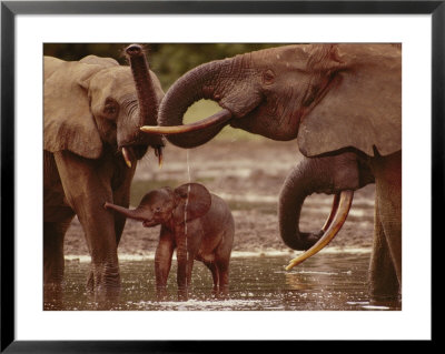 African Forest Elephants Play, Drink, And Groom Themselves In A Water Hole by Michael Fay Pricing Limited Edition Print image