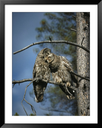 A Pair Of Great Gray Owls Preening by Michael S. Quinton Pricing Limited Edition Print image