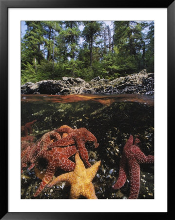 A Group Of Ochre Sea Stars Clustered On A Rocky Shore by Bill Curtsinger Pricing Limited Edition Print image