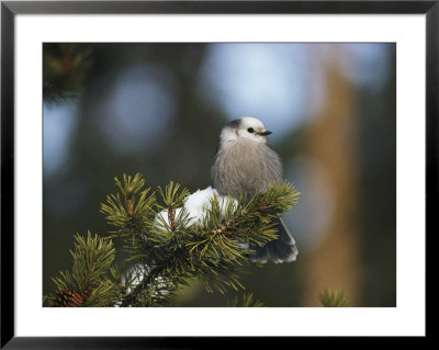 A Gray Jay, Also Known As A Canada Jay, Sits On A Pine Bough by Michael S. Quinton Pricing Limited Edition Print image