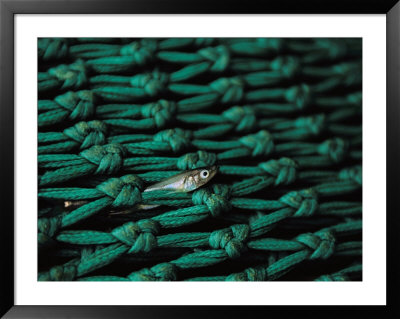 Fish In Net by Joel Sartore Pricing Limited Edition Print image