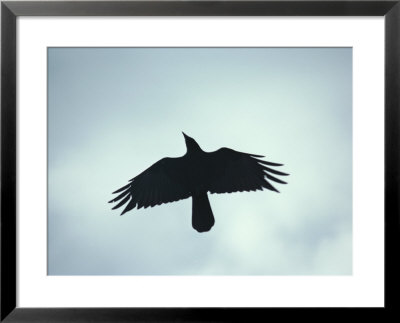 A Crow Seen In Flight From Below by Stephen St. John Pricing Limited Edition Print image