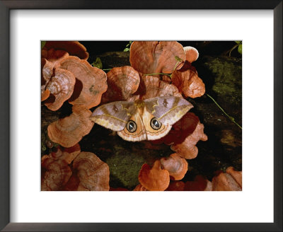 An Io Moth Lands On Bracket Fungi by Darlyne A. Murawski Pricing Limited Edition Print image