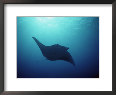 Manta Ray, Yap Islands, Caroline Islands, Micronesia by Joe Stancampiano Pricing Limited Edition Print image