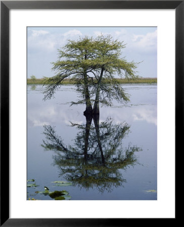 Cypress Tree Reflecting In The Water by Bates Littlehales Pricing Limited Edition Print image