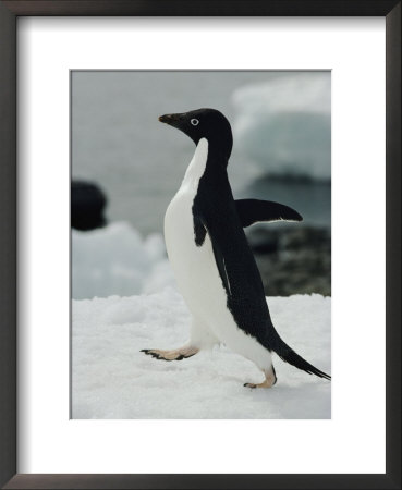 An Adelie Penguin Struts Its Stuff by George F. Mobley Pricing Limited Edition Print image