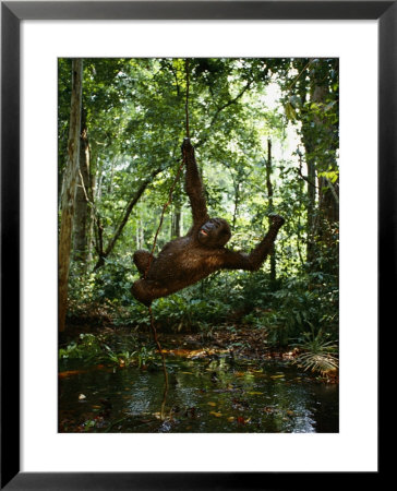Lowland Gorilla Swinging On A Vine by Michael Nichols Pricing Limited Edition Print image