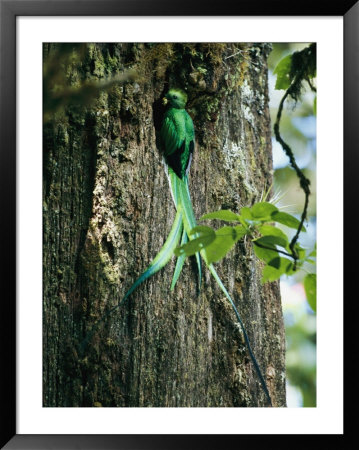 Male Resplendent Quetzal Bearing Food For Its Nestlings by Steve Winter Pricing Limited Edition Print image